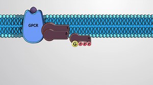 Video: Cell-surface Signaling