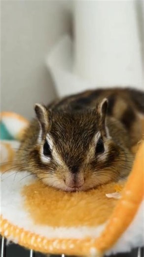 #piano #relaxingmusic #music #cute #animalphotos #animalpictures #wildlife #cuteanimals #chipmunk