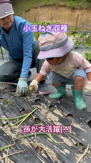 #玉ねぎ #玉ねぎ収穫 #小玉ねぎ #孫が大活躍