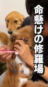 歯磨き大嫌いな犬に困っています…【ボーダーコリー・ゴールデンレトリバー】