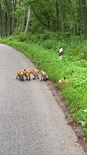 Unveiling the Mysterious Sounds of the Fox 🦊