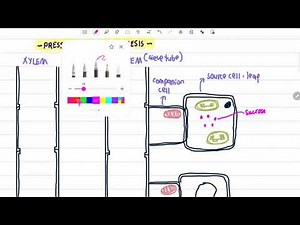 8.3 (e) Pressure Flow Hypothesis - phloem transport sugar from source cell to sink cell