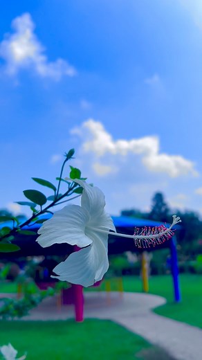 কতটা আপন তুমি কিভাবে জানাবো💝🫶🫀 . . . . . . #Diwali #ফুলগ্রাফি #foryouシ #fb #kolkata #flower #roses #reels | ফুলগ্রাফি