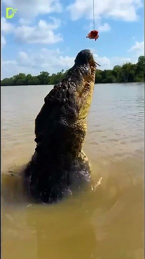 Jaguar vs. Caiman: The Ultimate Predator Showdown #facts #didyouknow #mindblowingfacts