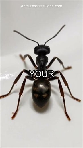 The Hidden Moisture Spot in Your Bathroom Inviting Ants 🛁🐜