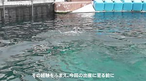 13K views · 228 reactions | アドベンチャーワールド（Adventure world） on Reels | Facebook