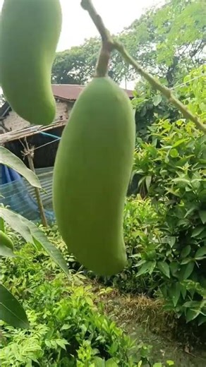 banana mango all India delivery plant. Thai variety Trr nursery 70396 90474 fruit plant