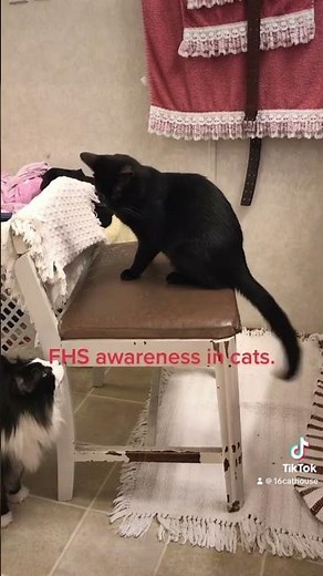Feline Hyperesthesia Syndrome