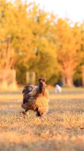 These chickens get a lot of exercise and they also get a lot of treats, they are perfectly balanced 🤣 | Pocket Macro