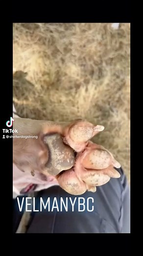 4.6K views · 144 reactions |  헔헱헼헽혁 헩헲헹헺헮 • How adorable is Velma?...