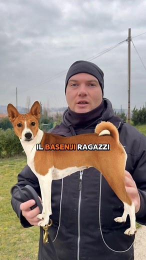 Conoscete il Basenji? #ilregnodelcane #basenji #anticoegitto #caneprimitivo #cani | Centro Cinofilo Il Regno Del Cane - Ancona