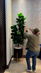 ✨ Decorar con una Pandurata elegante siempre es una buena opción 📲Síguenos para más plantas #pandurata #plantasdecorativas #plantasmty | Decoraciones Interiores Monterrey