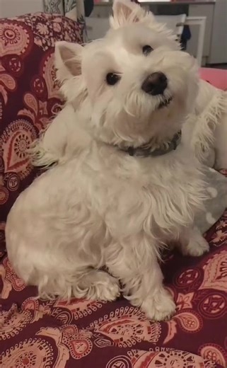 Sassy Little Cloud: The Charms of Westies