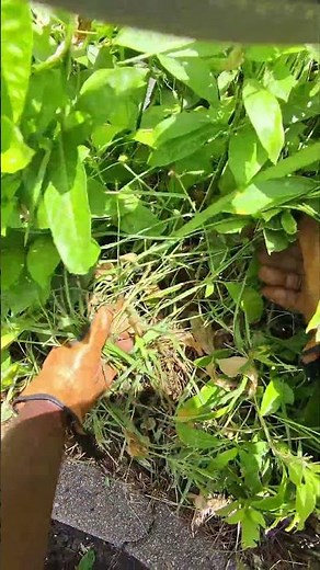 POV: Pulling Tall Grass from the Backyard Garden Bed 💪 Clean Bed Therapy