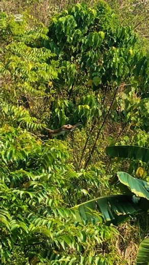 Wild Monkey Long Jump Between Trees | Amazing Nature Moment🙉 #monkey #monkeyvideo #monkeyeat