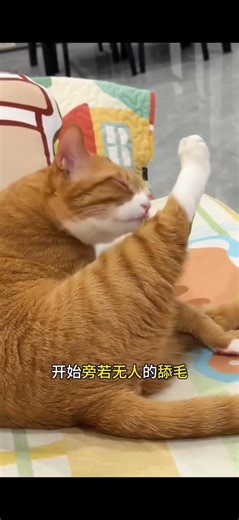 Unveiling the Hidden Code of Cats: A Must-Watch for Cat Lovers