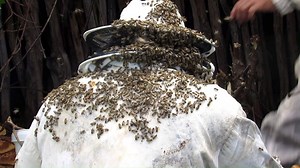 Bees, Beekeeper, Beekeeping. Free Stock Video