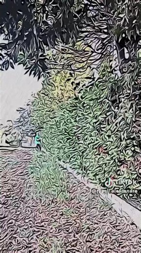 It's time to prune! Olive tree reformed without ifs or buts #ruralvibes #agriculture #dose #foryo...