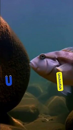 ABC Ocean Animals | A–Z Marine Creatures Educational Song for Kids#EducationalVideo #KidsCartoon