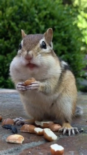 Snack Break #chipmunk #backyardwildlife #cuteanimals