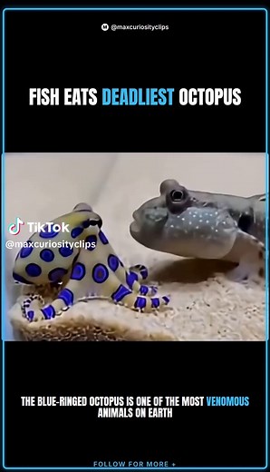 Blue-Ringed Octopus: Deadly Neurotoxin & Unexpected Behavior