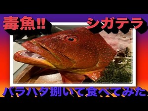 【超猛毒】シガテラ毒魚 バラハタ 刺身で食べてみた！