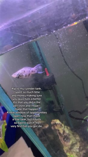 This is so sick why did the empty tank show up when she said death I’m gonna fcking throw up #fish #fishtok