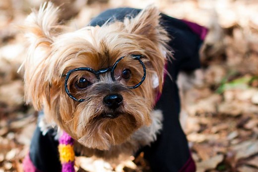 150 Harry Potter Dog Names for Your Magical Creature