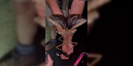 New species of giant stick insect discovered