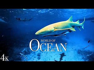The Hidden Life of Oceans | 4K Underwater World & Marine Creatures | Relaxing Nature Video