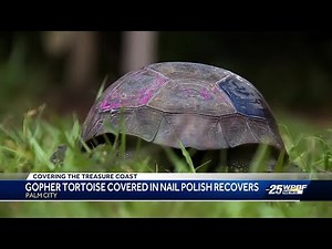 Rescued gopher tortoise nearly restored after nail polish removal