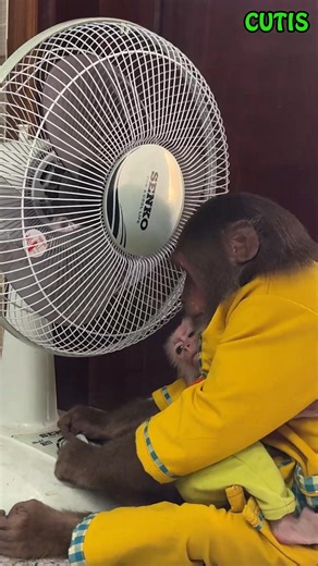 Monkeys Enjoy the Cool Breeze from the Fan on a Hot Day . . #monkey #monkeys #monkeydluffy #monkeybusiness #monkeyforest #monkeybars #monkeynapkin #monkey47 #monkeylove #monkeytemple #monkeyingaround #monkeyisland #MonkeyKing #Monkeybeach #monkeyyear #monkeyhaircut #monkeybread #monkeyshoulder #monkeyseemonkeydo #monkeybar #monkeymind #monkeypose #MonkeyFace #monkeyman #monkeytime #monkeyfist #monkeygirl #monkeyforestubud #monkeysofinstagram #monkeypod #monkeybibi #monkeykaka #monkey2026 | Monke