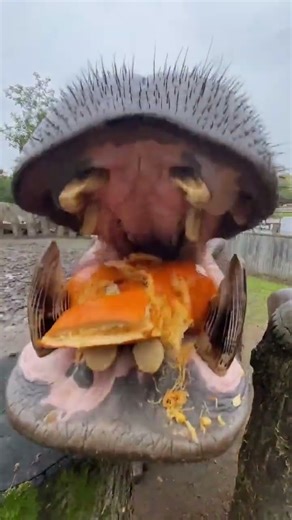 Hippo Eats Pumpkin