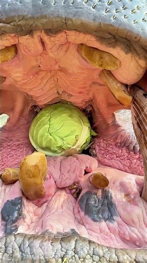 Wildlife Zoo Captive Hippo Feeding Process: Keeper Puts Whole Cabbage into Its Mouth by Hand