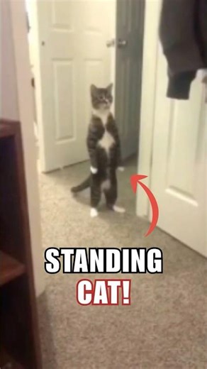 Animals Doing Human Things Will Blow Your Mind!