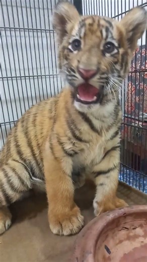 My Friendly tiger #animals #shorts