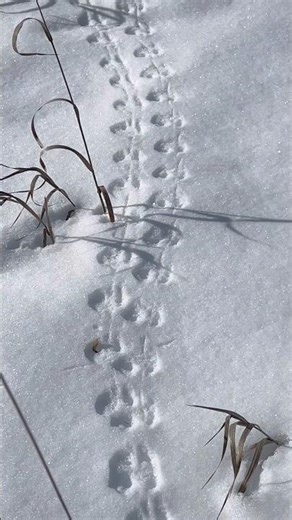 Mysterious Animal Footprints Side by Side in Snow! 🐾❄️