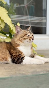 Relax. Listen. Feel calm 😌 This cat relaxing ASMR will help you reduce stress and feel peaceful. Sound on 🔊 & enjoy the moment 🐱✨ #CatASMR #RelaxingReels #ASMR #CuteCats #StressRelief #CalmingSounds #CatLovers #ReelsVideo #ViralReels | Cat's Diary