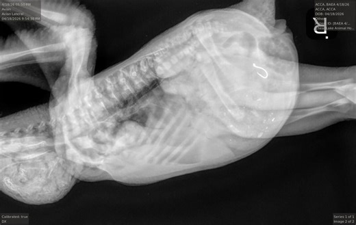 Photos: Baby bald eagle returned to nest after surgery to remove fish hook from stomach