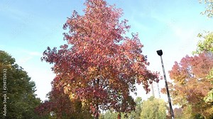 Fall and Autumn leaves and colours, Liquid Amber tree, American storax, Hazel Pine, American Sweet Gum,