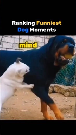 Dogs are actually Very broken... 🤯😱