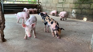 10K views · 757 reactions | Absolutely pretty piggy playing so happy | Pig Videos | Facebook