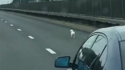 Driver stops 6 lanes of traffic to rescue dog and reunite him with owner