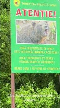 The Legend of the Pooka — Ireland’s Shapeshifting Spirit of the Night 🐎🌌