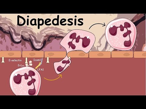 Diapedesis : Extravasation of Neutrophils ( Innate immunity)