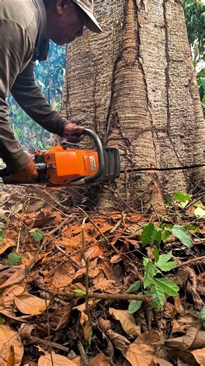 how to cut down a large tree without loss #wood#woodworking#shortvideo