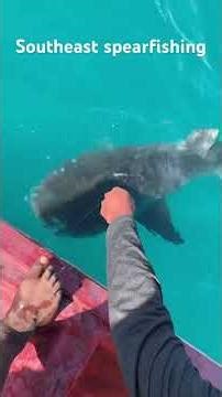 Big shark in Jamaican waters ( tiger shark)