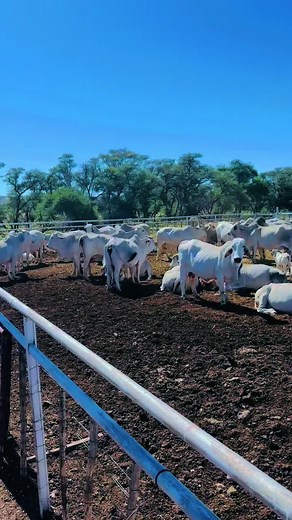 Brahman Cattle: Discovering the Real Value