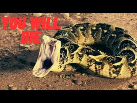 This is Why You Won't survive A Puff Adder Bite