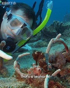 3.9K views · 135 reactions | Did you know that monkeys and seahorses had this in common?! | Wild Kratts | Facebook